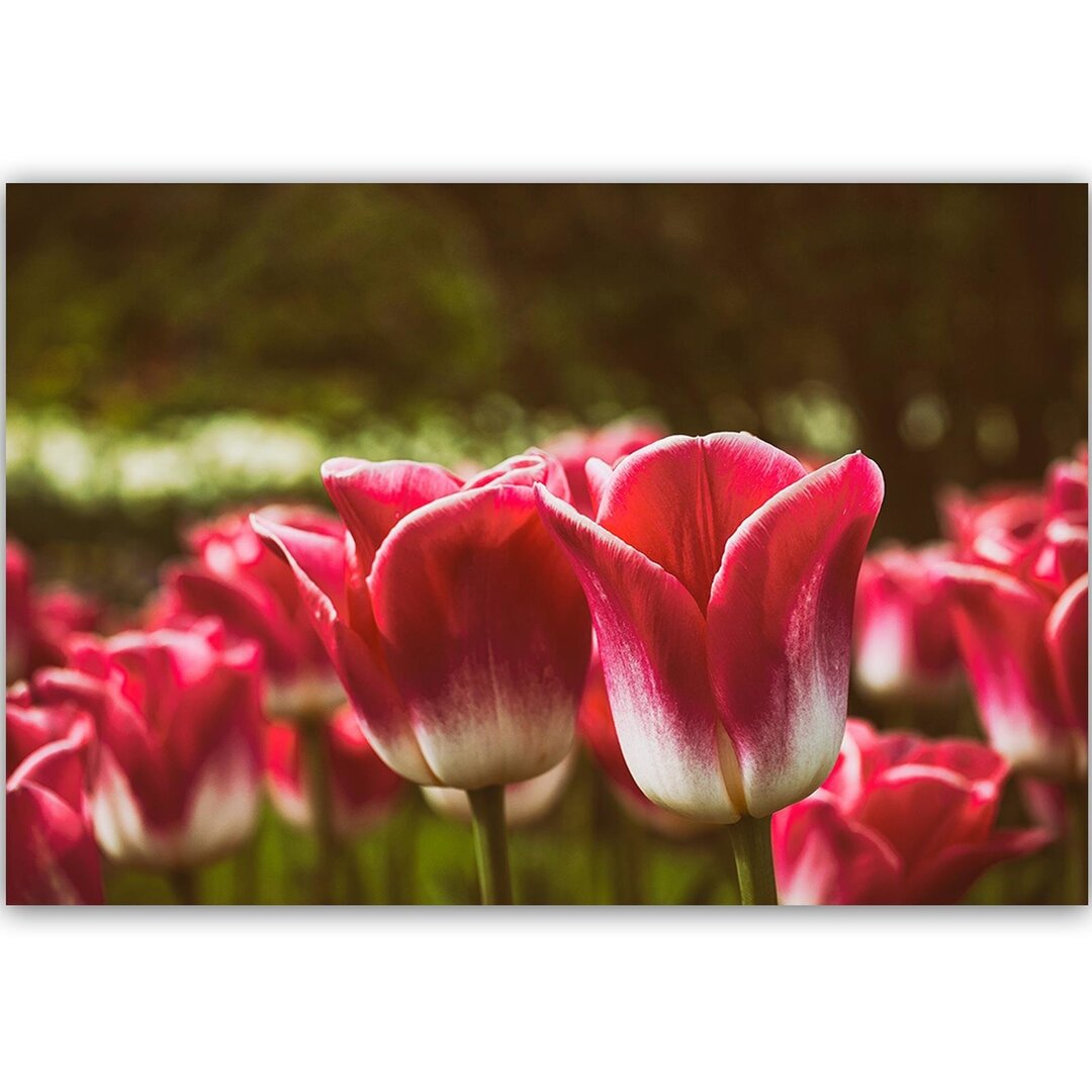 Leinwandbild Blooming Tulip