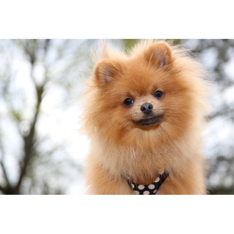 Pomeranian Dog by Kshavratskaya - Wrapped Canvas Print, 61cm H x 91cm W