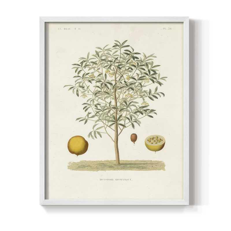 Arbre antique avec fruit IV, reproduction encadrée - bois massif, H 11 po x l 9 po, Blanc