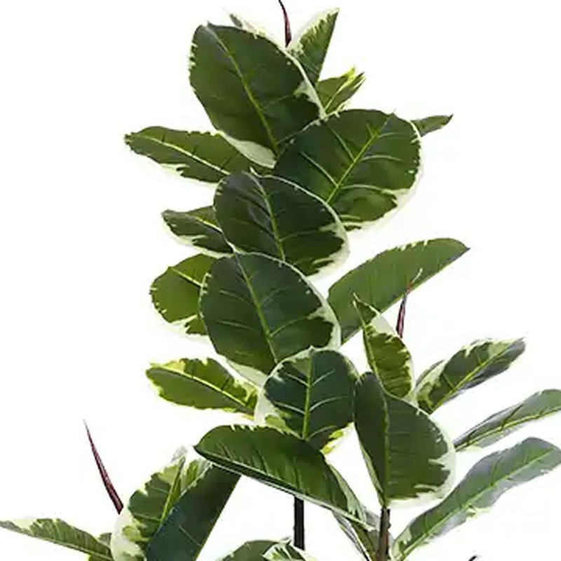 73" Green Artificial Rubber Tree in a Black Pot