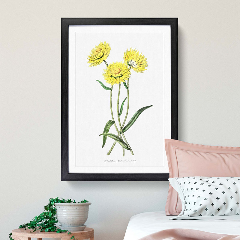 Yellow Starflowers - Framed Print, 36cm H x 27cm W x 2cm D, Black Framed
