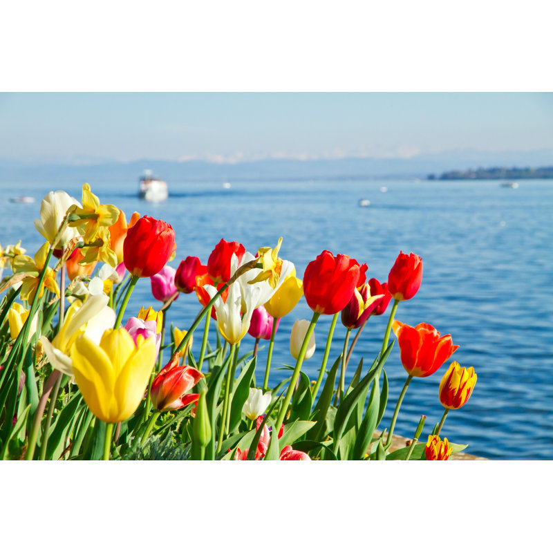 Tulipes sur le lac Bodensee par Fotojog - Photographie sur toile tendue, H 8 po x l 12 po