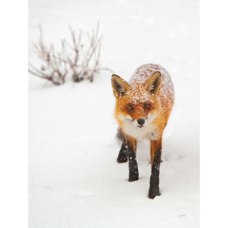 Red Fox III par Aledanda - reproduction d'art sur toile tendue, H 16 po x l 12 po