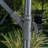 Ausilia 119'' Cantilever Umbrella-26196158