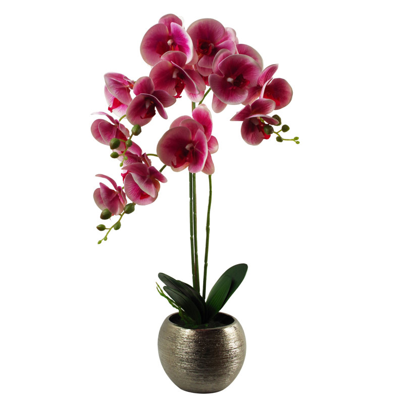 Anneus 70cm Plant