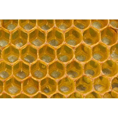 " Honeycombs "
