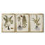 Fern Botanical IV - Ensemble de 3 peintures sur toile encadrées-131489272-131489273