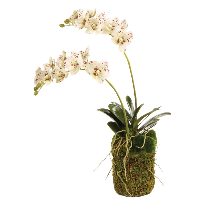 Orchidée Stiles
