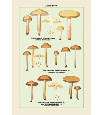 " Edible Fungi: Half Red Cortinarius "