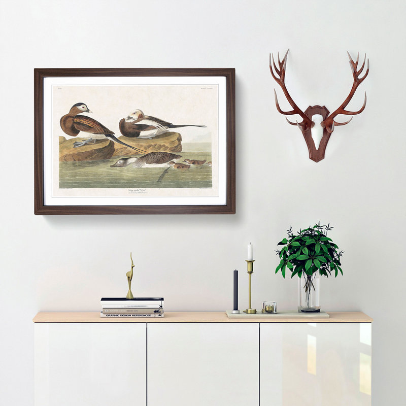 Long-Tailed Ducks by John Audubon - Framed Print, 36cm H x 48cm W x 2cm D, Walnut Framed