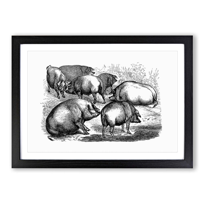 Pigs Illustration in Black and White - Picture Frame Drawing Print, 36cm H x 48cm W x 2cm D, Black Framed