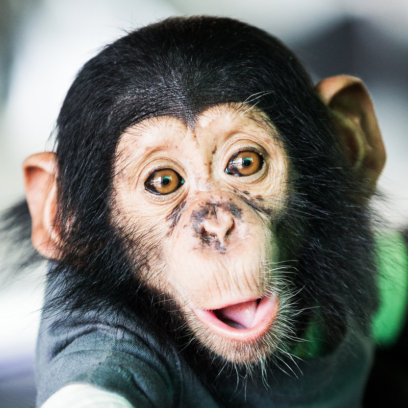 Chimpanzee Baby - Wrapped Canvas Print, 122cm H x 122cm W