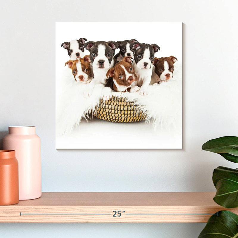 Panier à chiot Crowle Boston Terrier, H 16 po x l 16 po