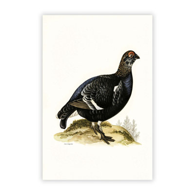A Black Grouse by Von Wright - Frameless Print