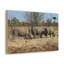 Rhinoceros Group Rhinoceros