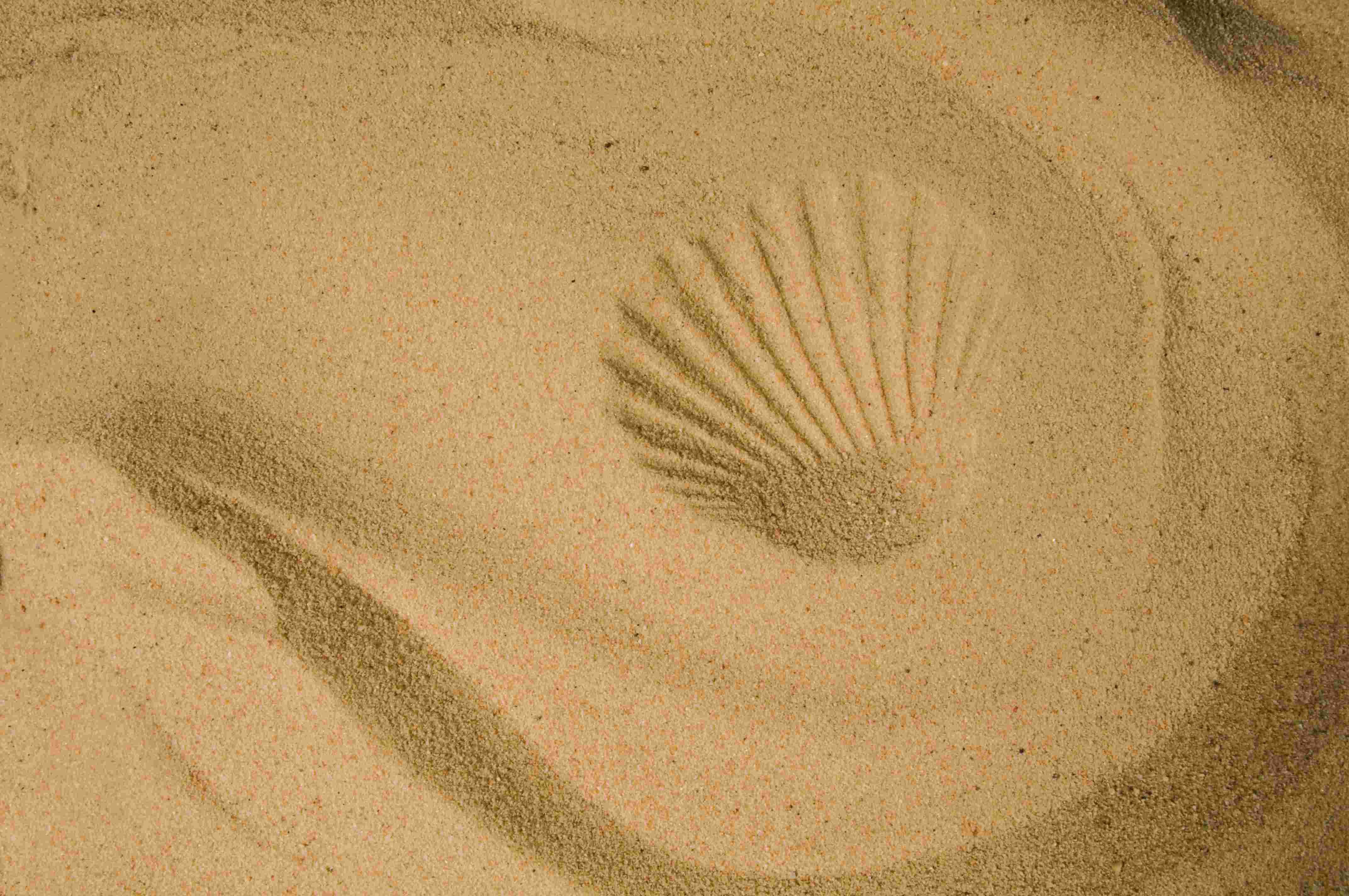 Highland Dunes Shell Impression - Wrapped Canvas Photograph | Wayfair