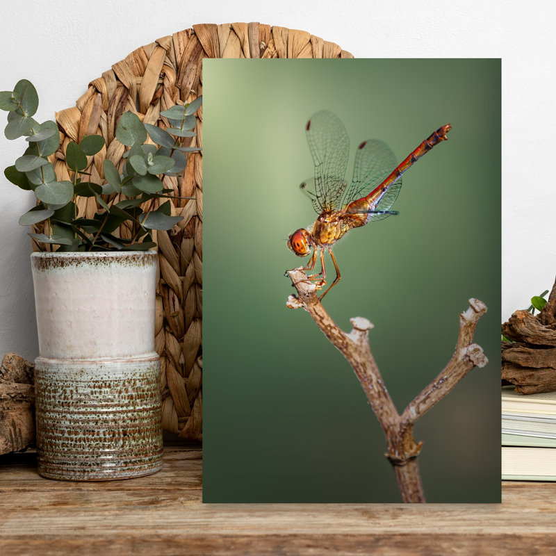 Vibrant Dragonfly Perch Contemporary Dragonfly Wall Art Print 1 Piece Wrapped Canvas Wall Art, 45.72cm H x 30.48cm W