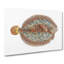 Argus Flounder Fish by George Shaw - Wrapped Canvas-55304051
