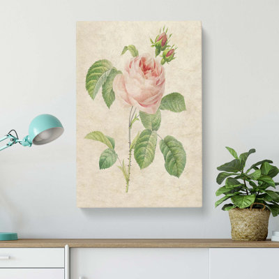 Shrub Rose in Pink by Pierre-Joseph Redoute - Wrapped Canvas
