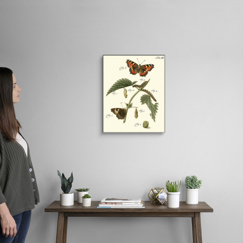 «Butterfly Metamorphosis I» par Studio Vision - reproduction d'art sur toile, H 20 po x l 16 po x P 1 po, Toile tendue
