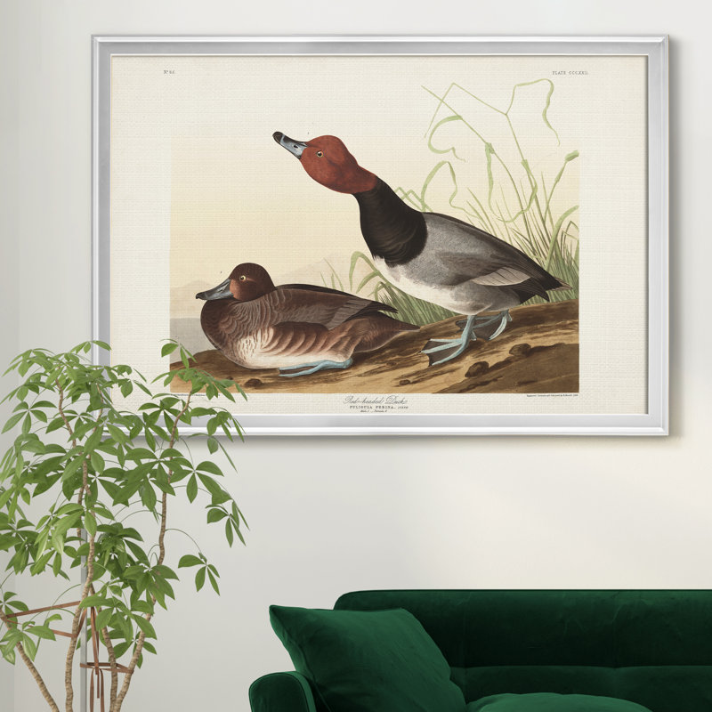 Red Headed Duck - reproduction d'art sur toile encadrée, Argent, H 22,5 po x l 30,5 po x P 1,5 po