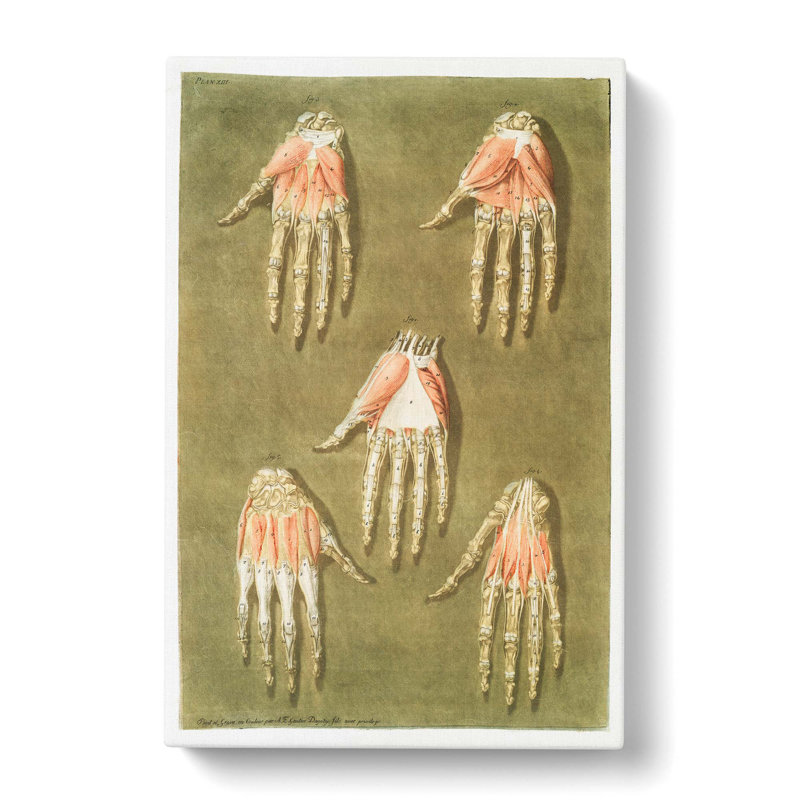 Anatomical Illustrations Of The Hand by Gautier-Dagoty - Wrapped Canvas Painting, 91cm H x 60cm W x 3cm D