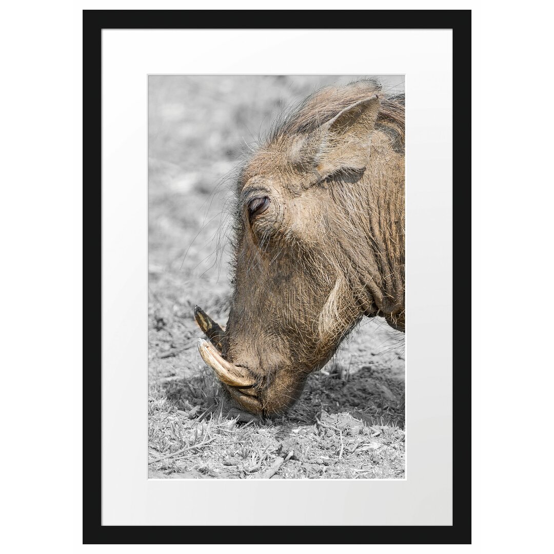 Futtersuchendes Warzenschwein Gerahmter Fotokunstdruck