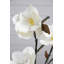 Magnolia Arrangement