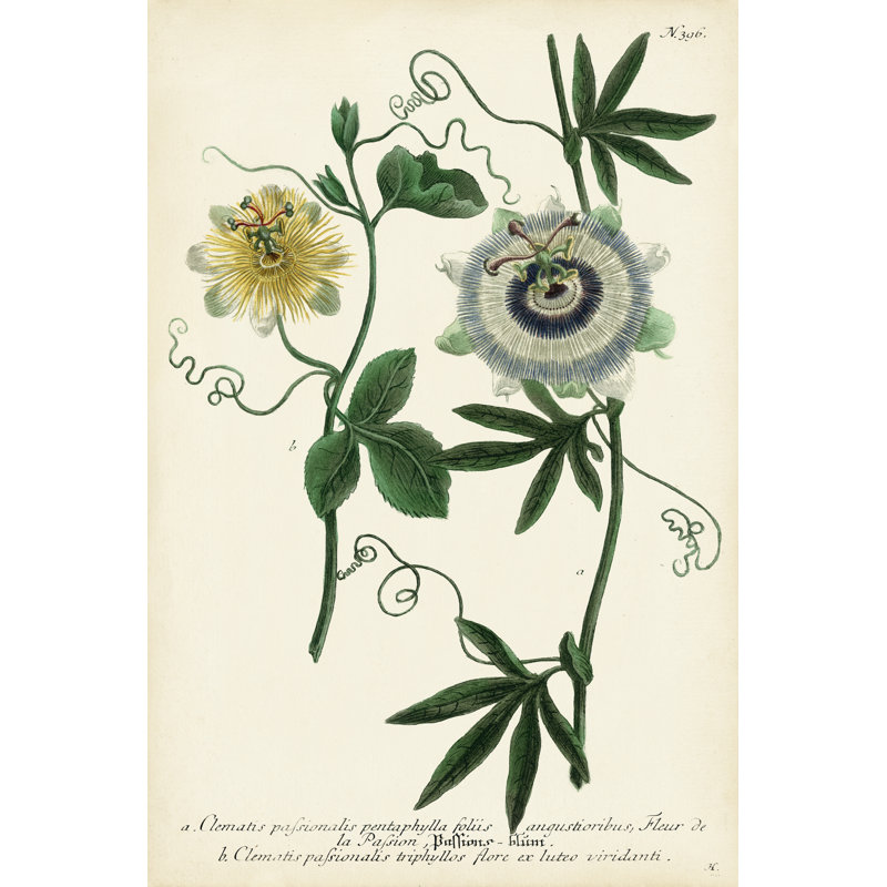 Antique Passion Flower II by Weinmann - Painting, 30 cm H x 20 cm W, Wrapped Canvas