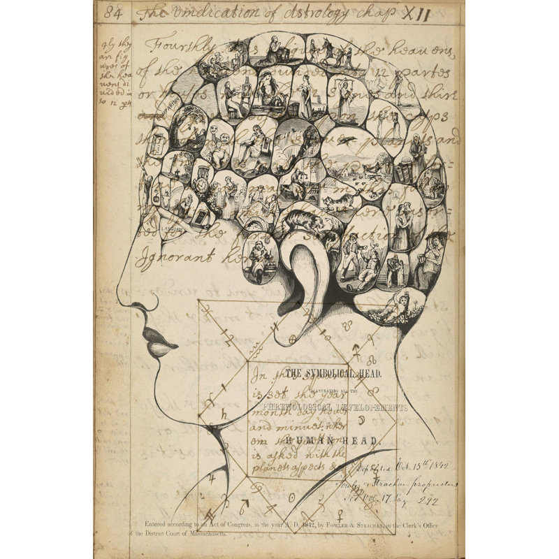 Phrenology, H 18 po x l 12 po