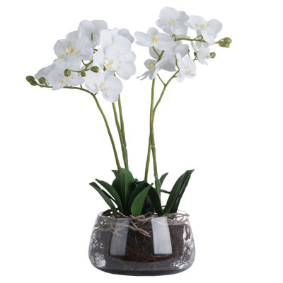 Orchid Arrangement in Vase