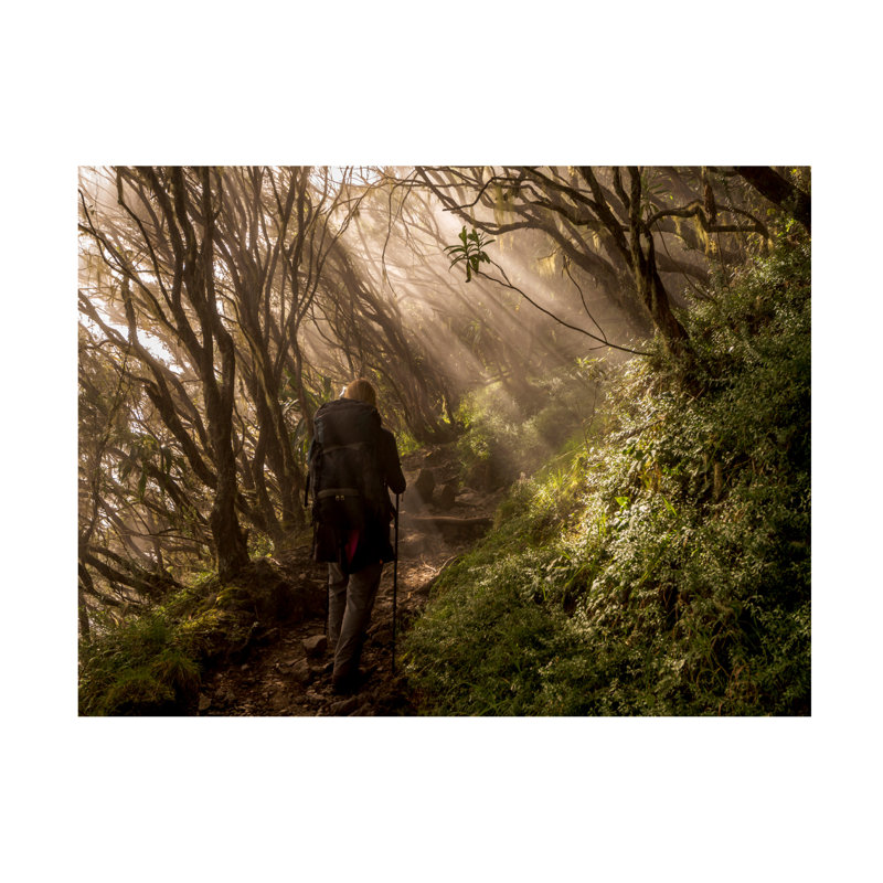 Karsten Wrobel Through The Enchanted Forest Canvas Art, H 14 po x l 19 po