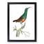 Red-Bellied Creeper Bird by George Shaw - Picture Frame Painting Print-55616325-55616327