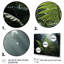 " Ferns Close Up Photo VII "-838652954-1016841231