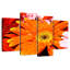 Harnek Dewy - marguerite orange