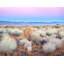 Mono Lake Twilight With Rabbitbush Print by Bruce Heinemann-65778462-132519779