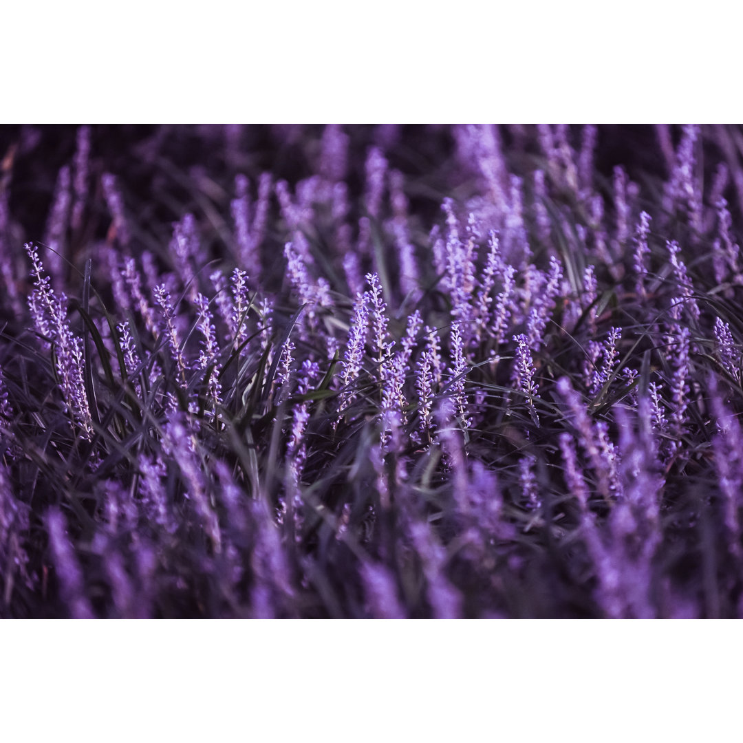 Salvia Blumen von Olga Kaya - Leinwanddrucke