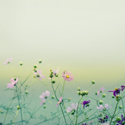 Flowers Background by Draganab - Print