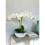White Orchids In A Ceramic Pot With Rocks And Moss