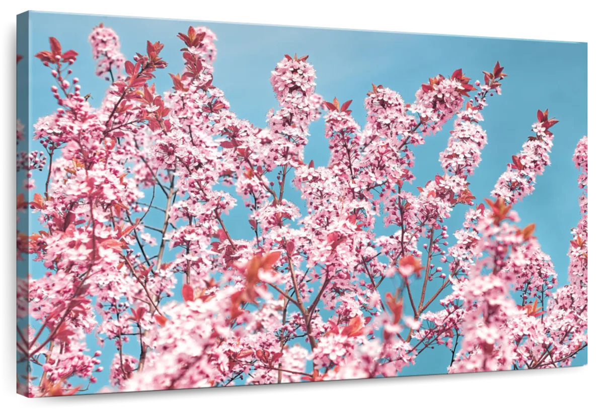 Lark Manor Harnek Stunning Cherry Blossom Japan - Wayfair Canada