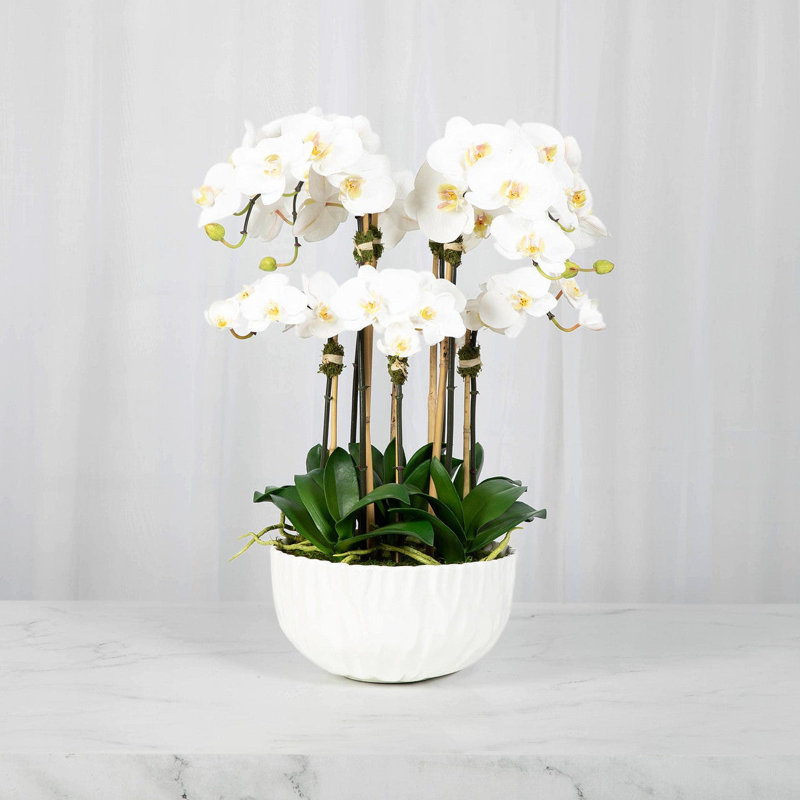 Orchid Arrangement In Vase, White