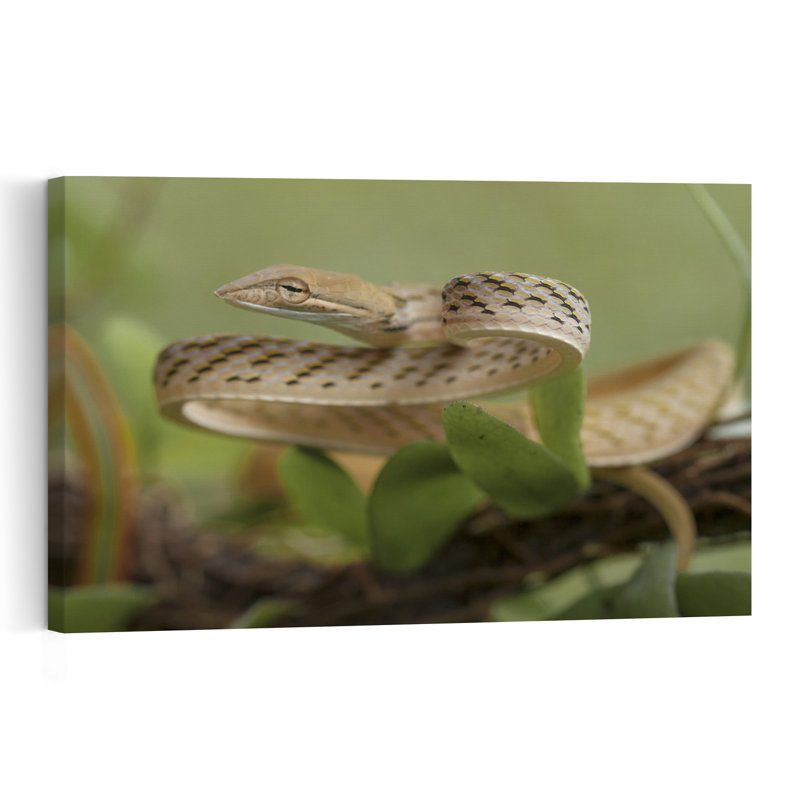 Watchful Vine Snake Delicate Elegant Snake Nature Tropical Wall Art Print by Abdul Gapur Dayak - Print, 30.48cm H x 45.72cm W
