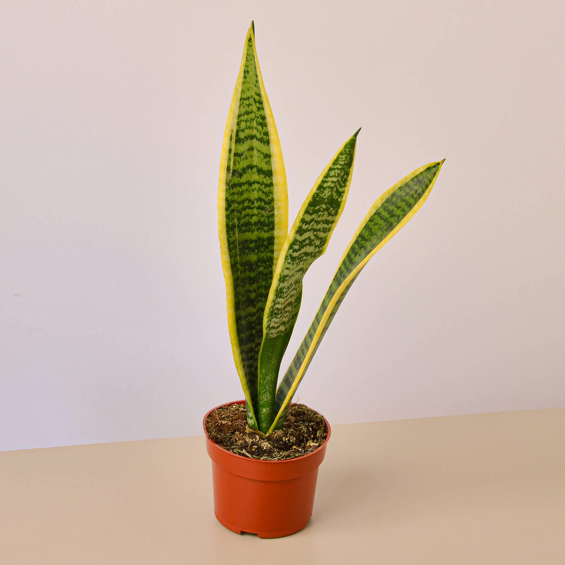 Primrue Snake Plant 'Laurentii' In 4