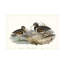 Bolognaise «Waterbird Jumelage III» sur toile-98248547