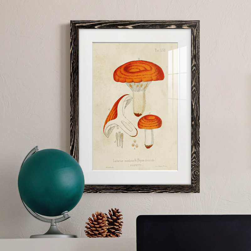 Champignon Variétés de qualité supérieure encadré mat - prêt à accrocher, Cadre noir, H 24 po x l 20 po x P 1 po