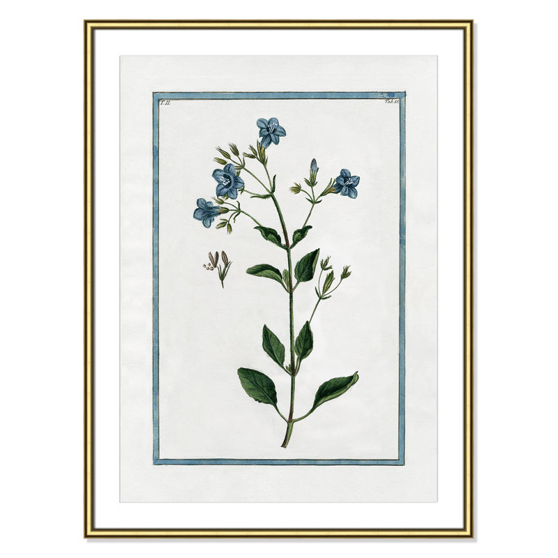 Colombe Shabby Elegance Botanical II - Framed Art, Gold Framed, 26.75" W x 36.75" H