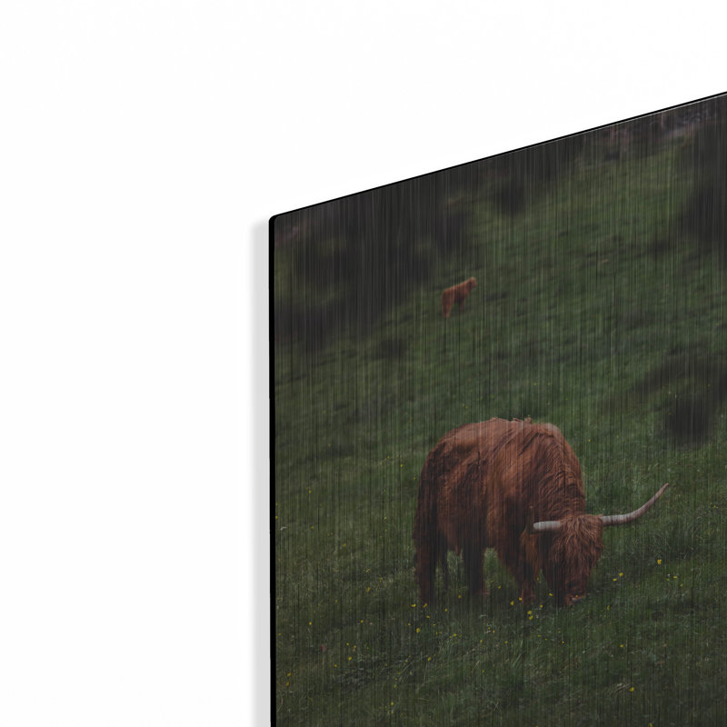 «Grazing Highlander» par Nicklas Gustafsson sur métal, H 16 po x l 12 po