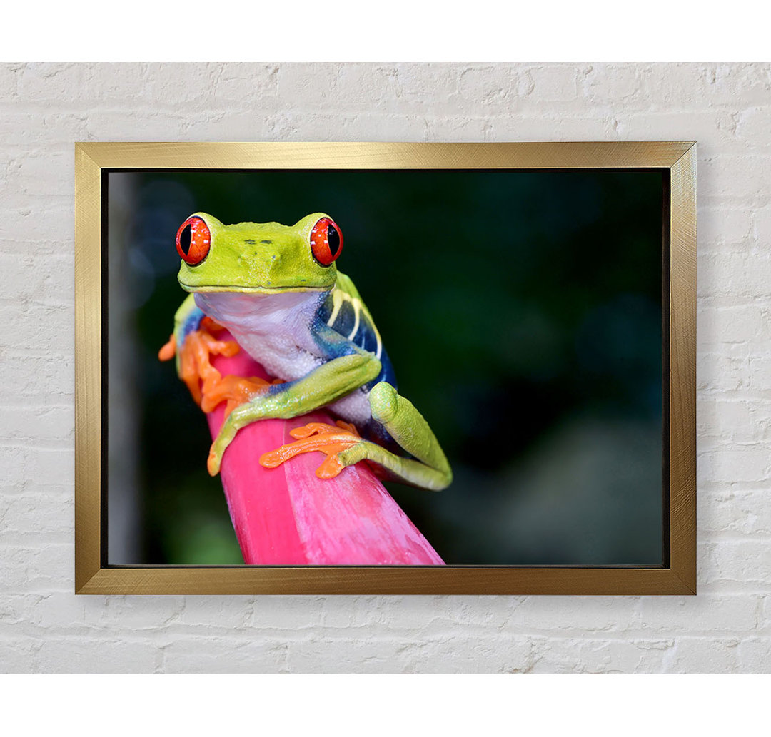 Here's Looking At You Frog - Einzelner Bilderrahmen Kunstdrucke