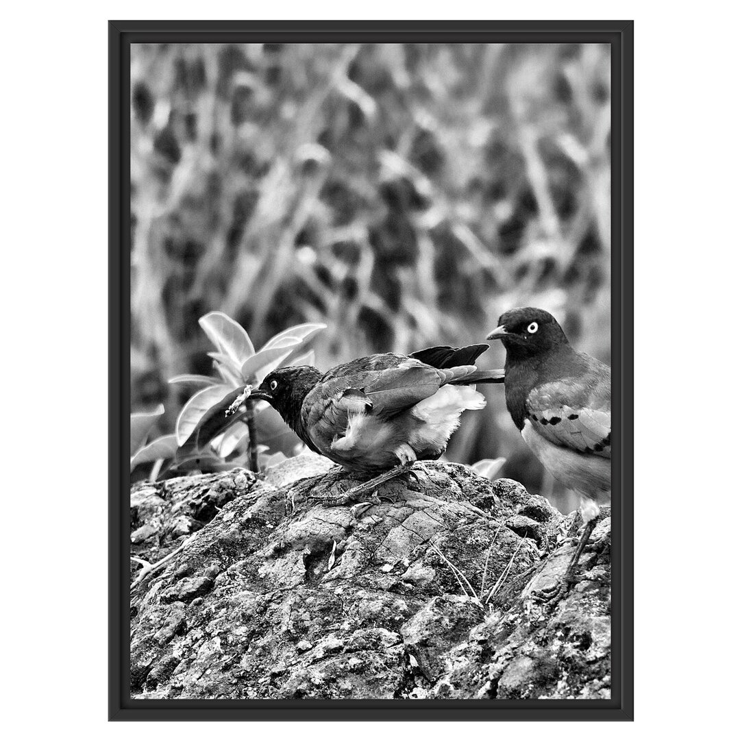 Gerahmtes Wandbild Vögel auf einem Stein