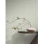 Papier peint Lotus Weave Moss-718158731